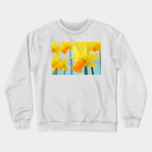 Narcissus  &#39;Jetfire&#39;   AGM  Daffodil  Div.  6 Cyclamineus Crewneck Sweatshirt by chrisburrows